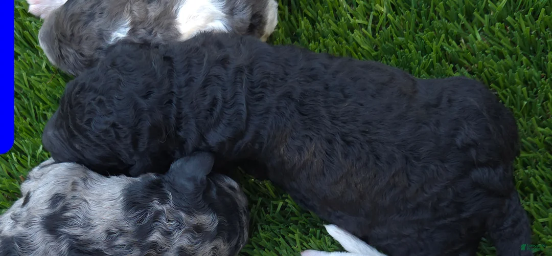 Goldendoodle dogs for sale: Goldendoodle 4 - Ad 2