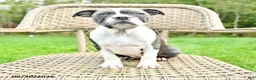Boston Terrier dogs for sale: Gracie - Ad 2