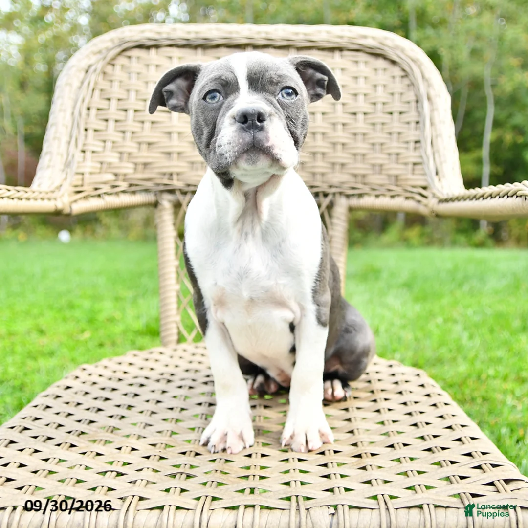 Boston Terrier dogs for sale: Gracie - Ad 2