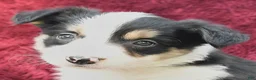 Border Collie dogs for sale: Nadine - Ad 3
