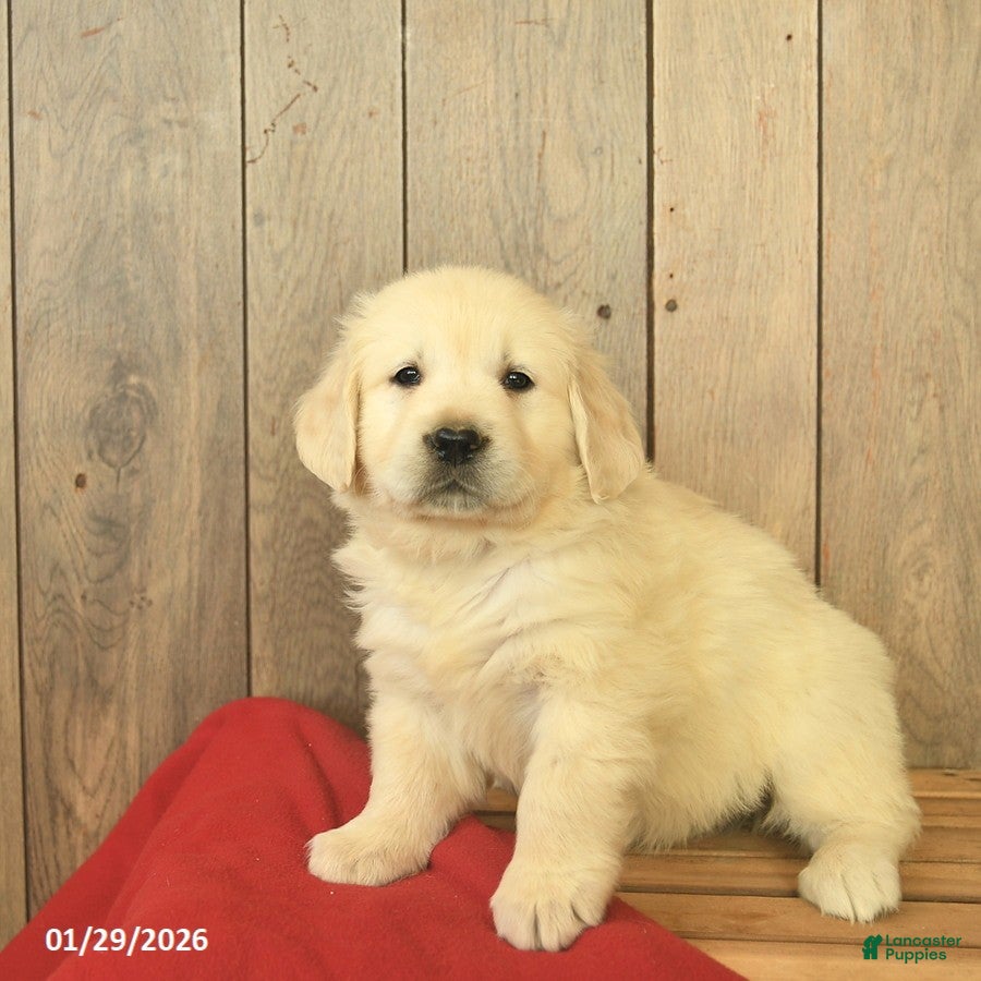 Golden Retriever dogs for sale: Gwen  - Ad 1