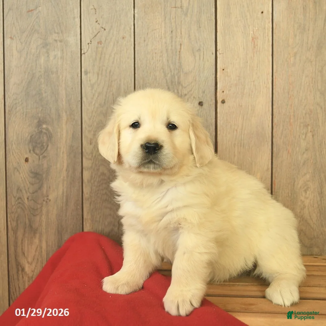 Golden Retriever dogs for sale: Gwen  - Ad 1