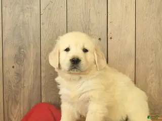 Golden Retriever dogs for sale: Gwen - Ad 1