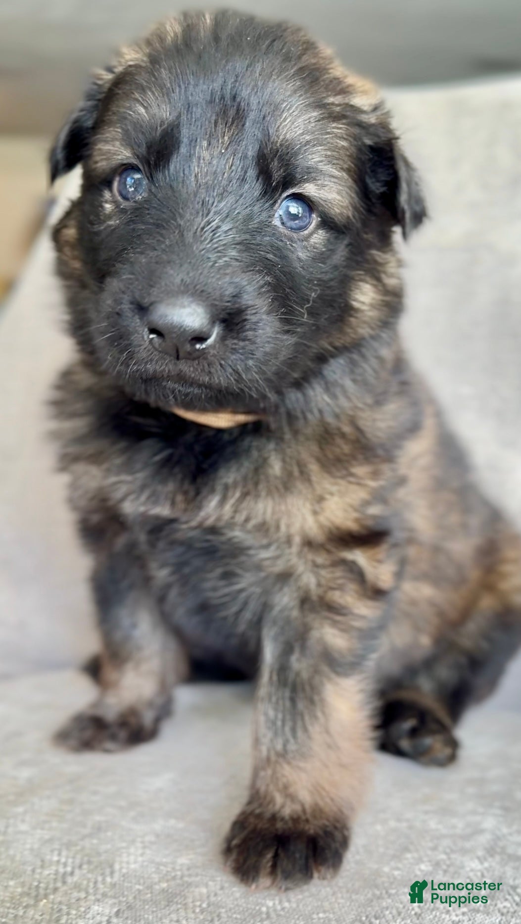 German Shepherd dogs German Shepherd Puppy Forrest - Ad 11