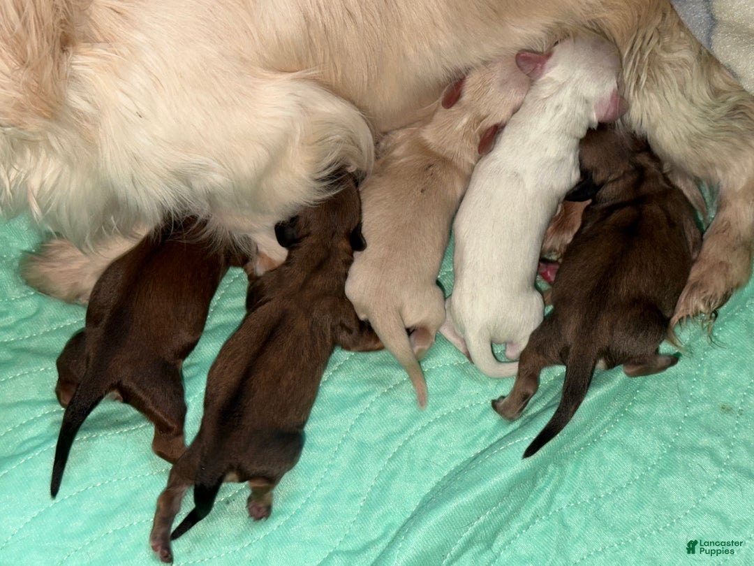 Miniature Dachshund dogs for sale: ee cream - Ad 14