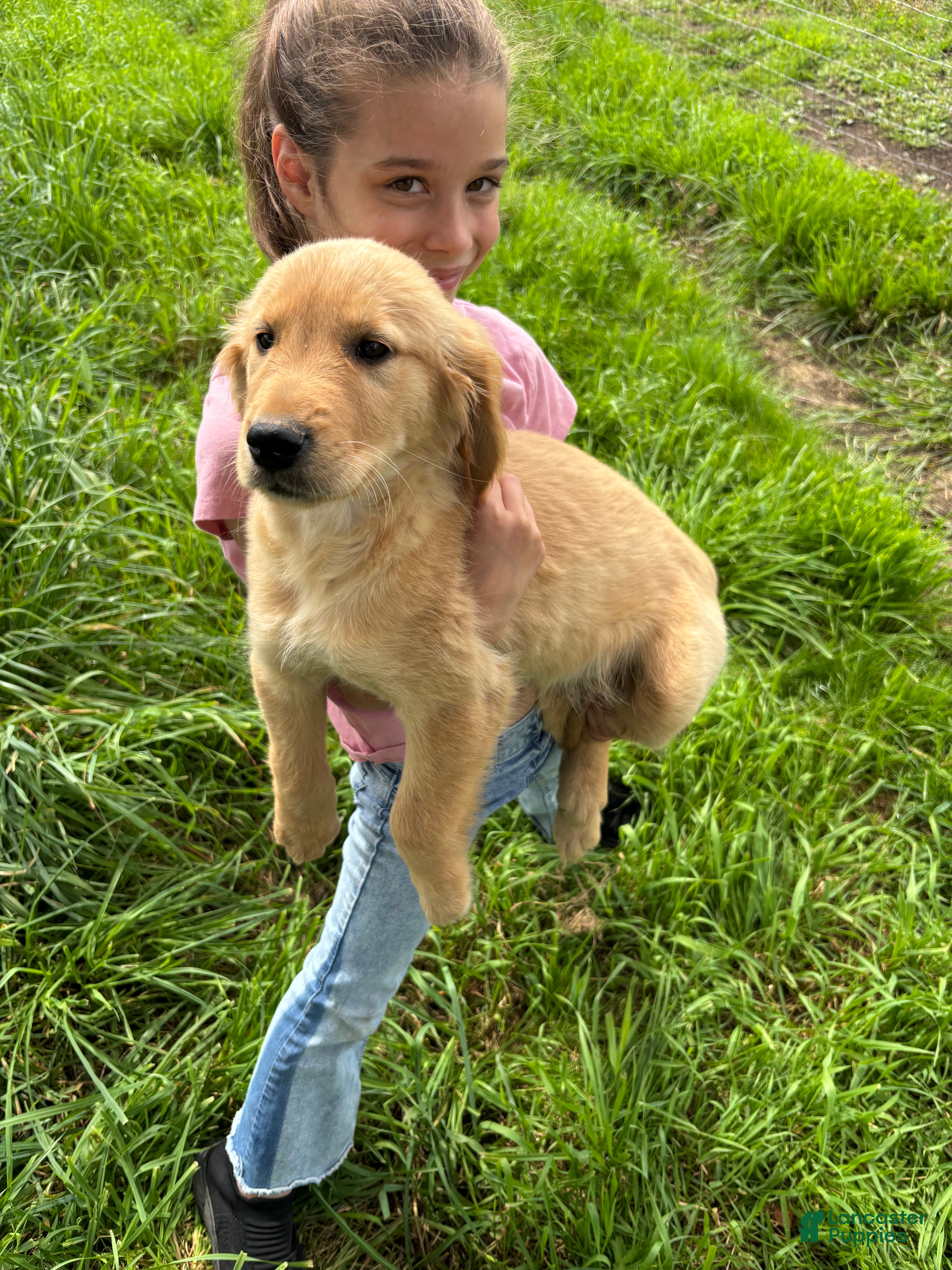 Golden Retriever dogs Cooper - Ad 24