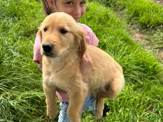 Golden Retriever dogs Cooper - Ad 15