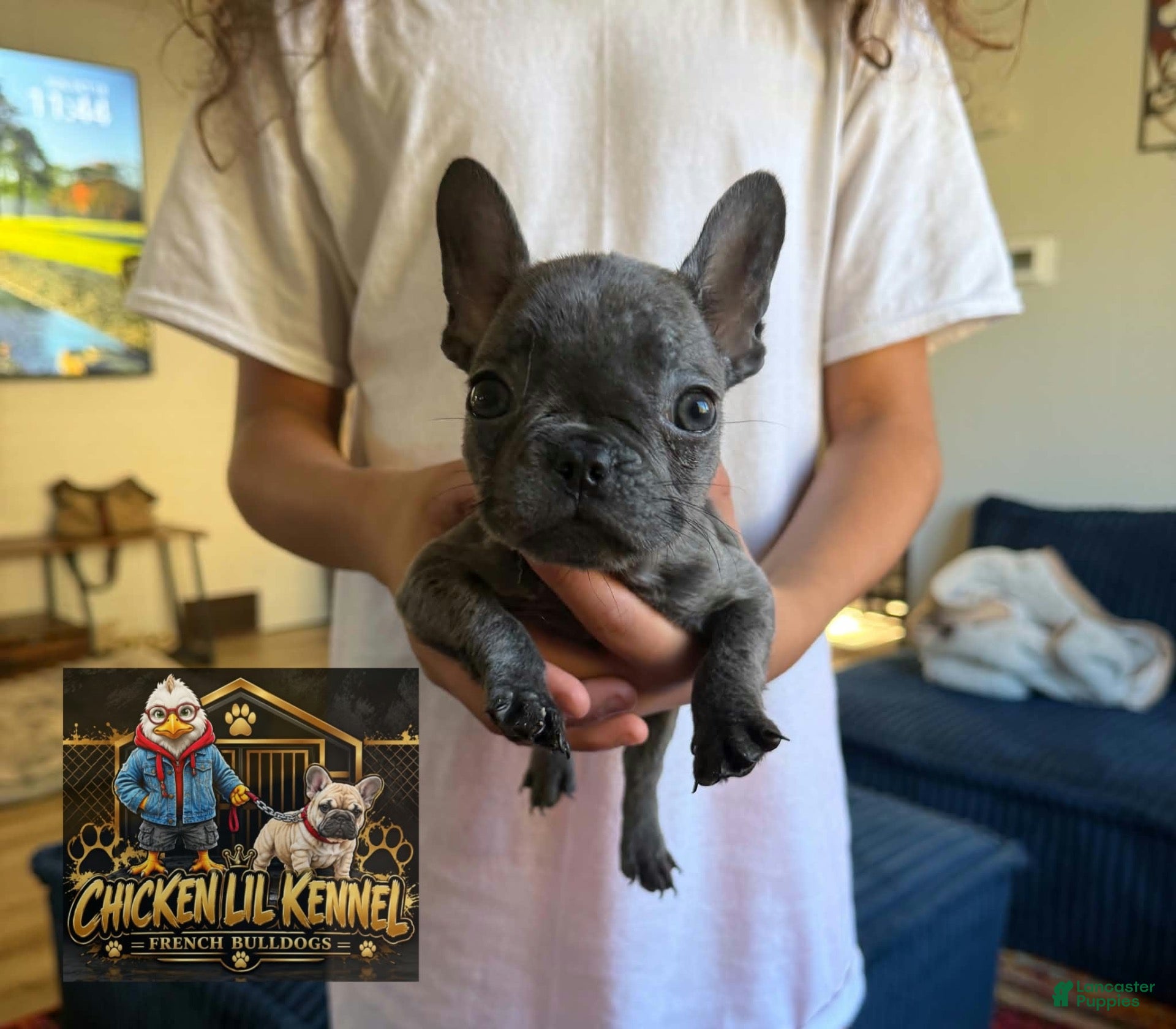 French Bulldog dogs for sale: Lily - Ad 2