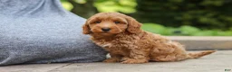 Maltipoo dogs for sale: Ranger - Ad 2