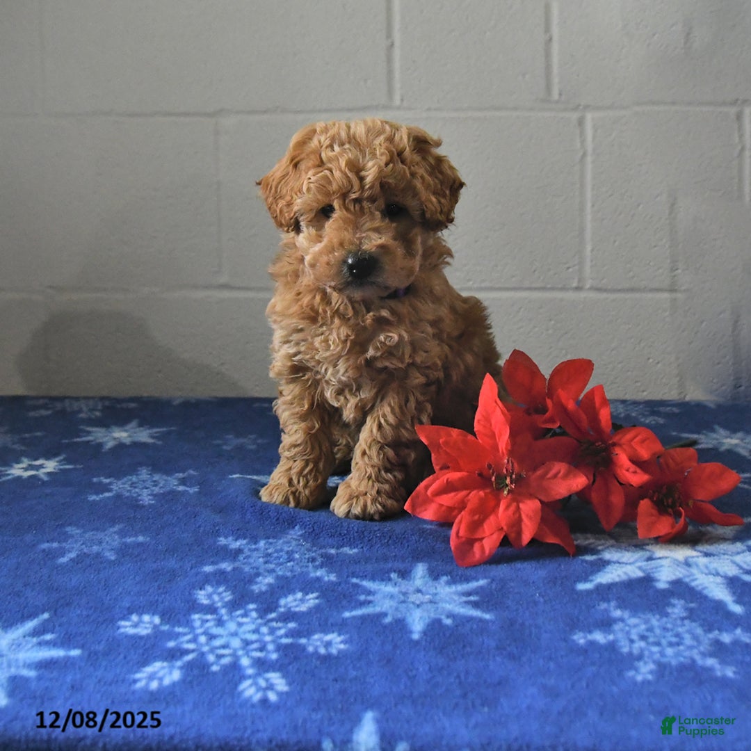 Miniature Labradoodle dogs for sale: Roxy - Ad 1