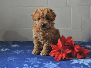 Miniature Labradoodle dogs Roxy - Ad 40