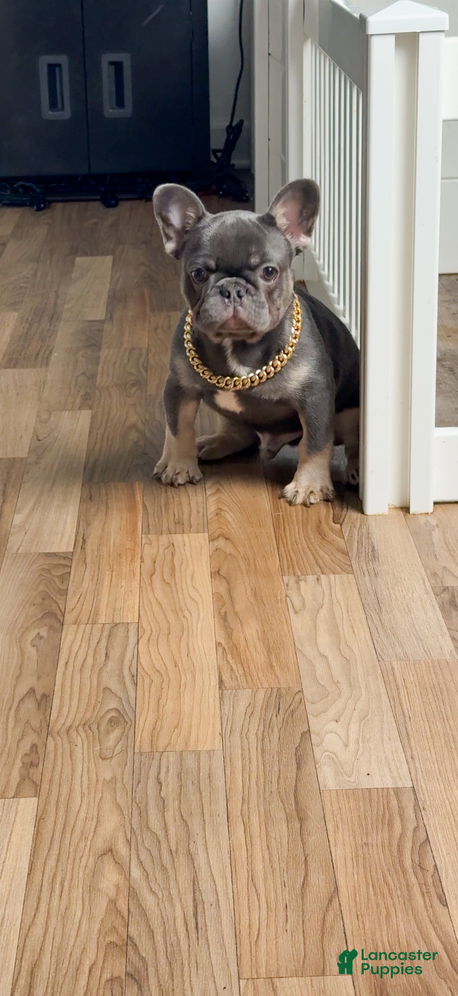 French Bulldog dogs Sweet Cashmere - Ad 1