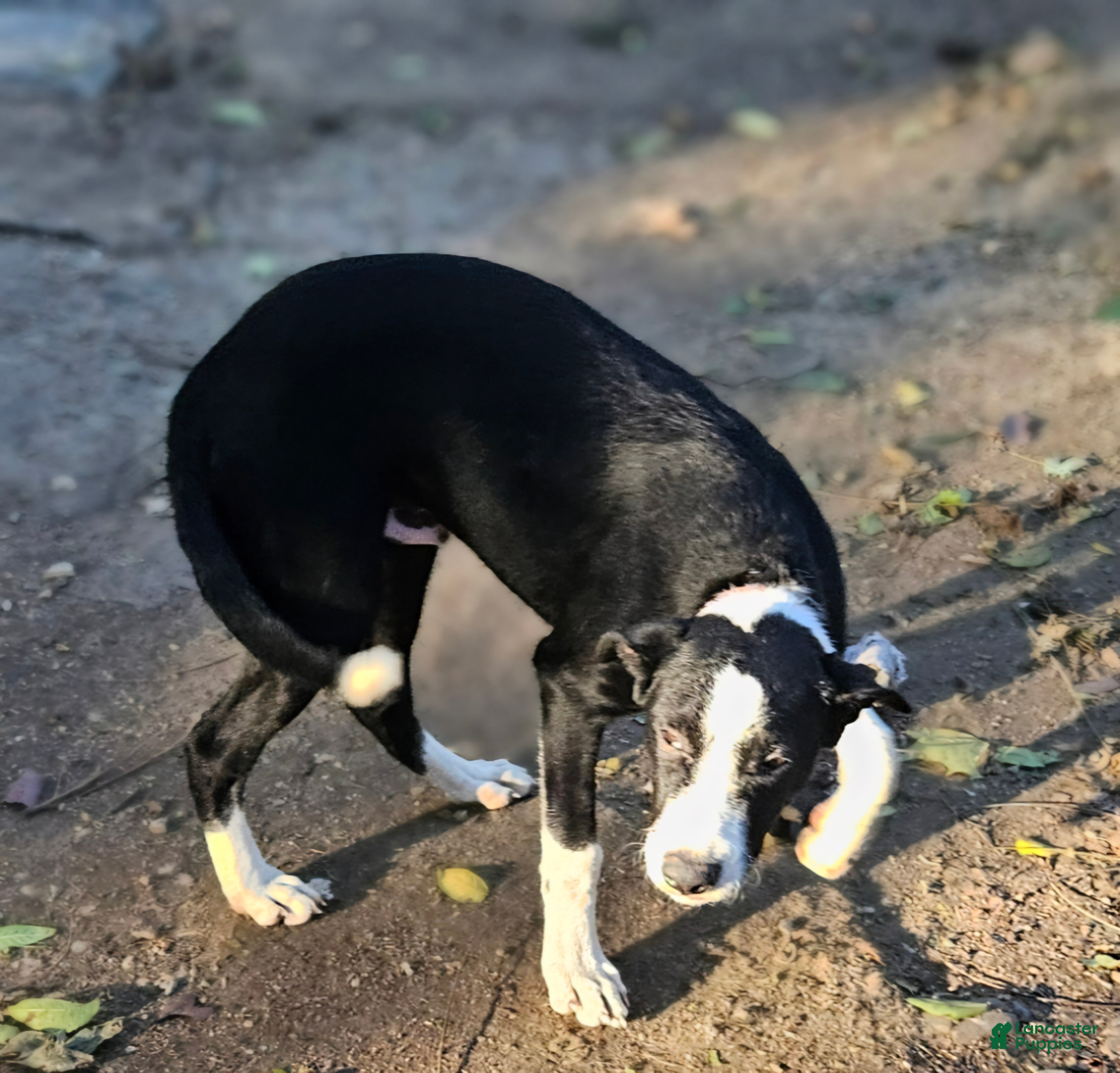 Border Collie dogs Fang - Ad 18
