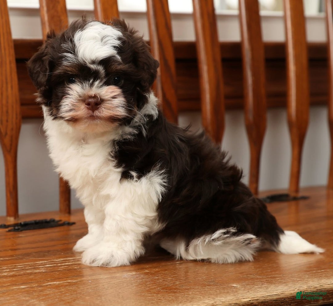 Havanese dogs for sale: Zack - Ad 7