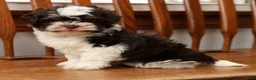 Havanese dogs for sale: Zack - Ad 7
