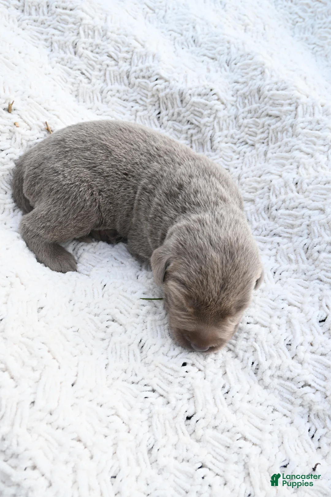 Labrador Retriever dogs for sale: Labrador Retriever 11 - Ad 1