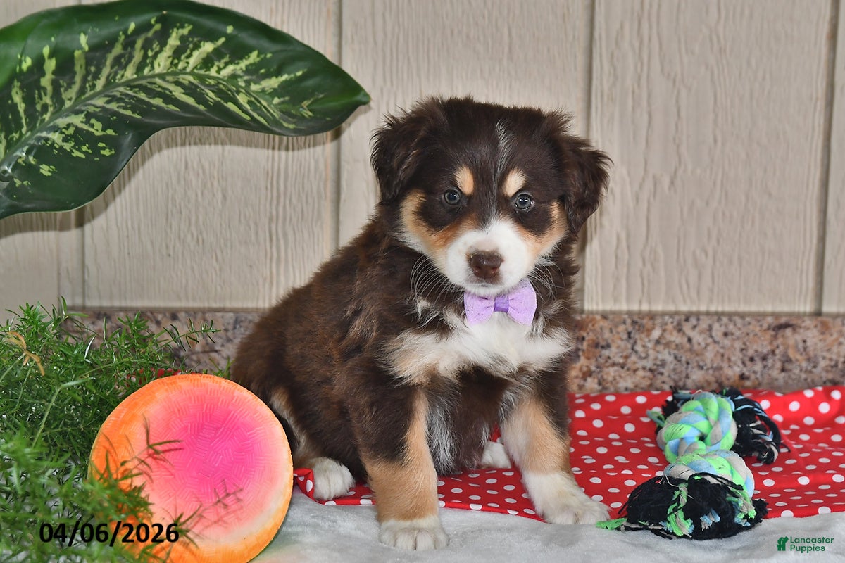Australian Shepherd dogs Sophia  - Ad 1