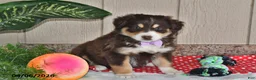 Australian Shepherd dogs for sale: Sophia  - Ad 1