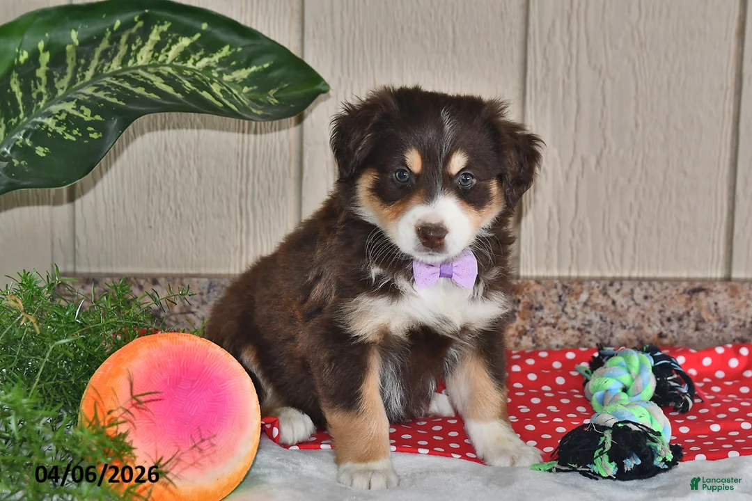 Australian Shepherd dogs for sale: Sophia  - Ad 1