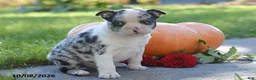 Boston Terrier dogs for sale: Carlin - Ad 2