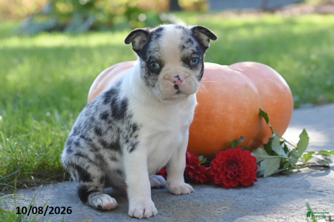 Boston Terrier dogs for sale: Carlin - Ad 2