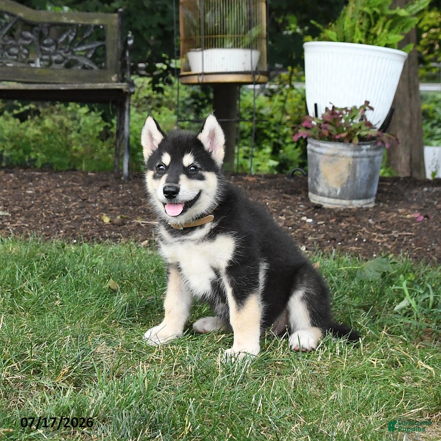 Alaskan Malamute dogs Summer - Ad 2