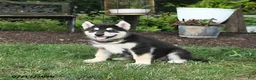 Alaskan Malamute dogs for sale: Summer - Ad 2