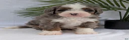 Mini Bernedoodle dogs for sale: Mini Darcy  - Ad 19