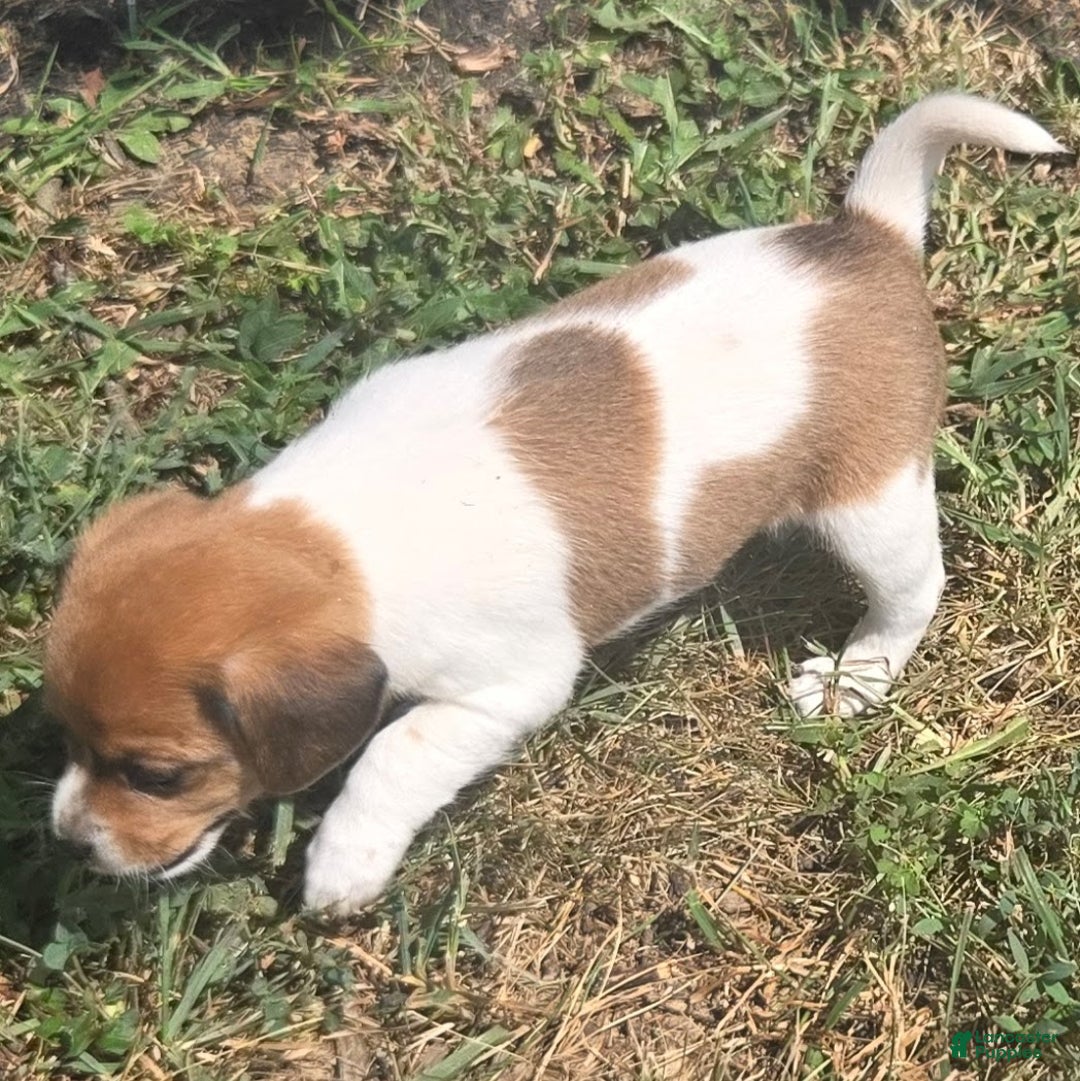Beagle dogs for sale: Maui Queen Elizabeth Pocket Beagle - Ad 6