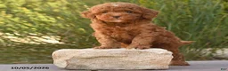 Cockapoo dogs for sale: Royal - Ad 3