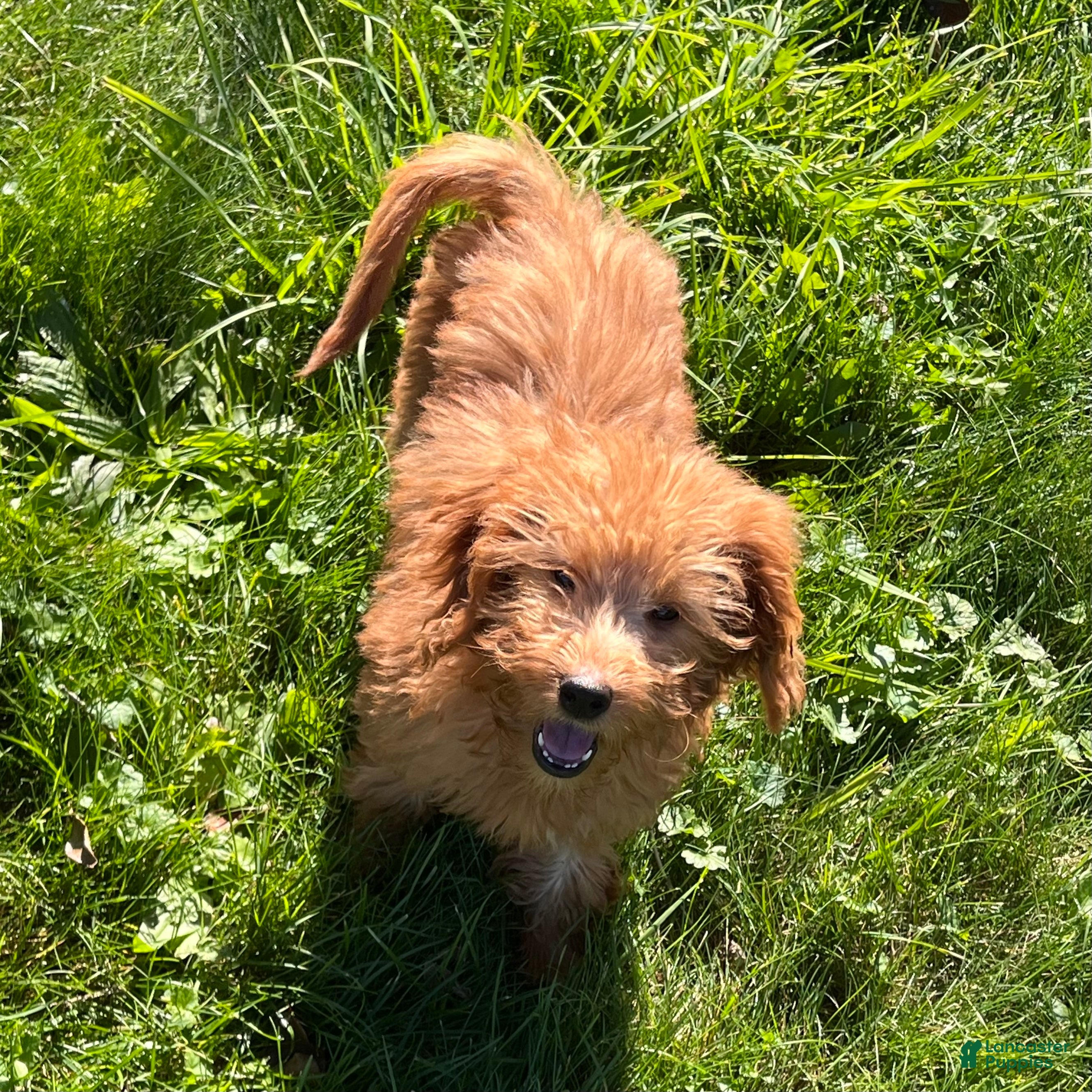 Goldendoodle dogs for sale: Hazel medium sized - Ad 2