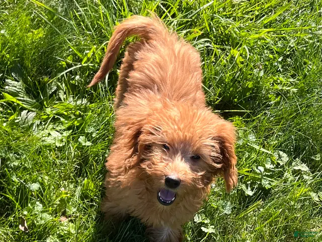 Goldendoodle dogs for sale: Hazel medium sized - Ad 2