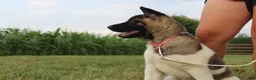 Akita dogs for sale: AKC Luna - Ad 3