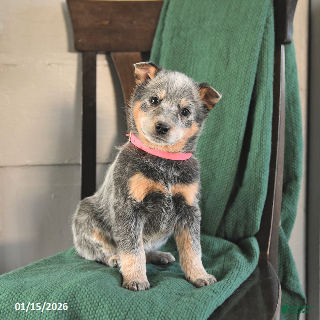 Australian Cattle Dog dogs for sale: Meadow - Ad 2