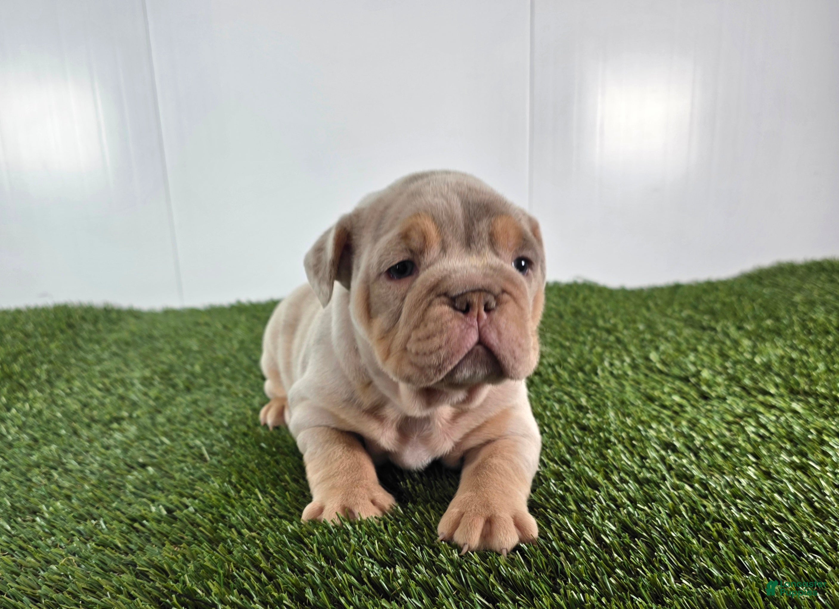 Olde English Bulldogge dogs Stella - Ad 24