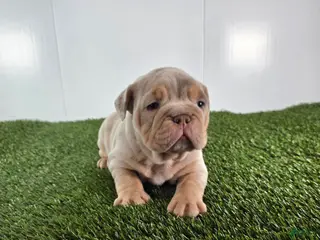 Olde English Bulldogge dogs Stella - Ad 24