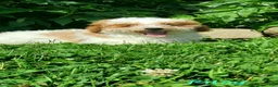Toy Poodle dogs for sale: Riley - Ad 5