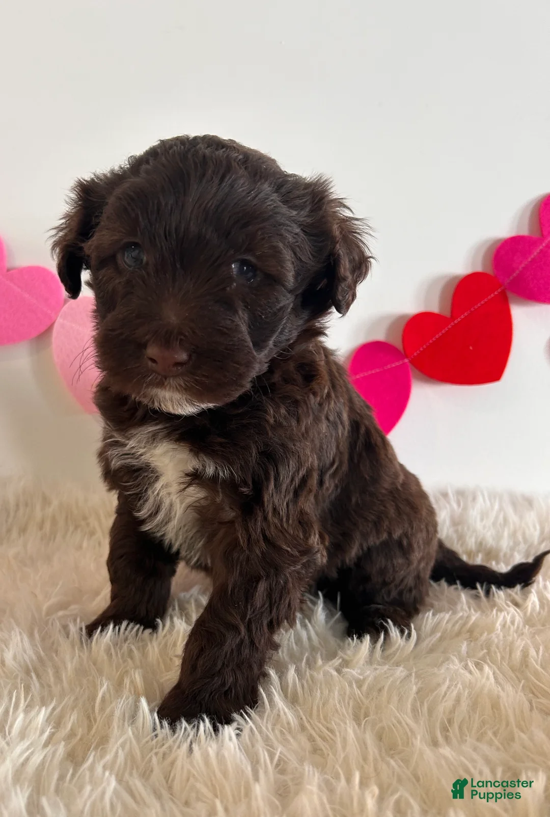 Portuguese Water Dog dogs for sale: Duke - Ad 1