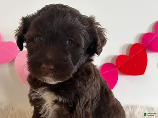 Portuguese Water Dog dogs Duke - Ad 34