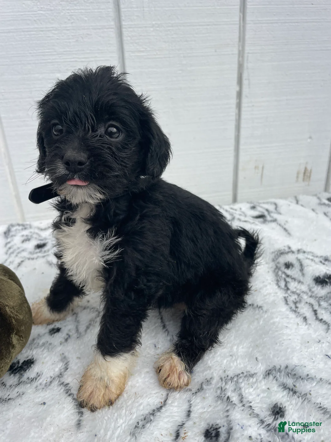 Yorkiepoo dogs for sale: Hope - Ad 4