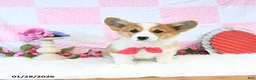Welsh Corgi Pembroke dogs for sale: Roxy - Ad 3