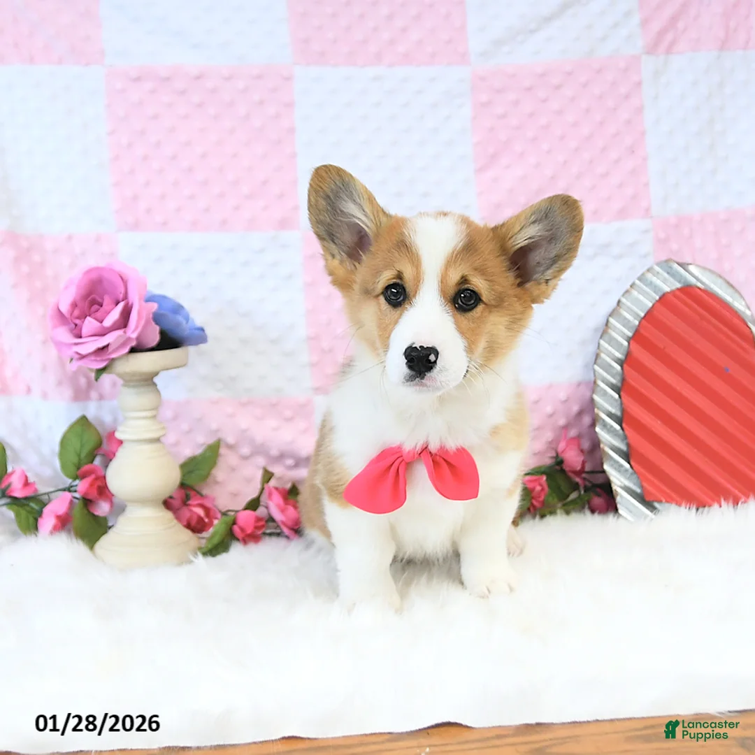 Welsh Corgi Pembroke dogs for sale: Roxy - Ad 3