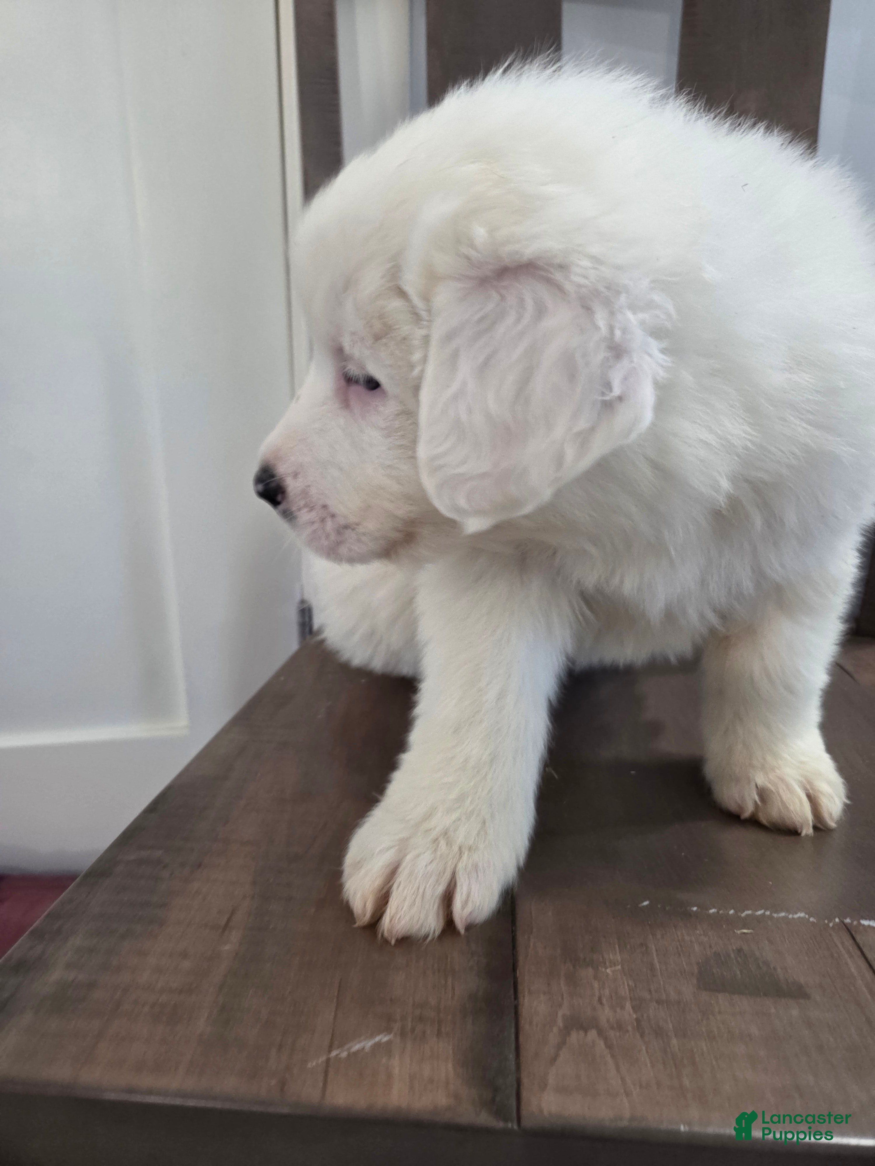 Great Pyrenees dogs Blizzard - Ad 14