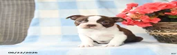 Boston Terrier dogs for sale: Giggi - Ad 3