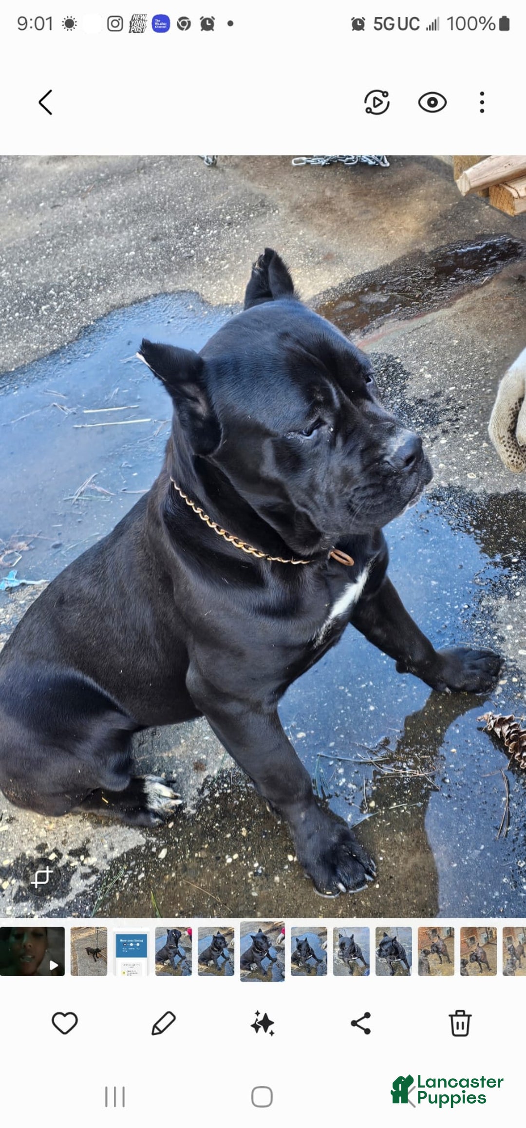 Cane Corso dogs for sale: ZEUS - Ad 14