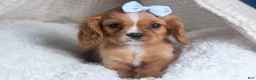 Cavalier King Charles Spaniel dogs for sale: Porter - Ad 1