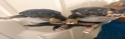 Mixed Breed dogs for sale: Brookie - Ad 8