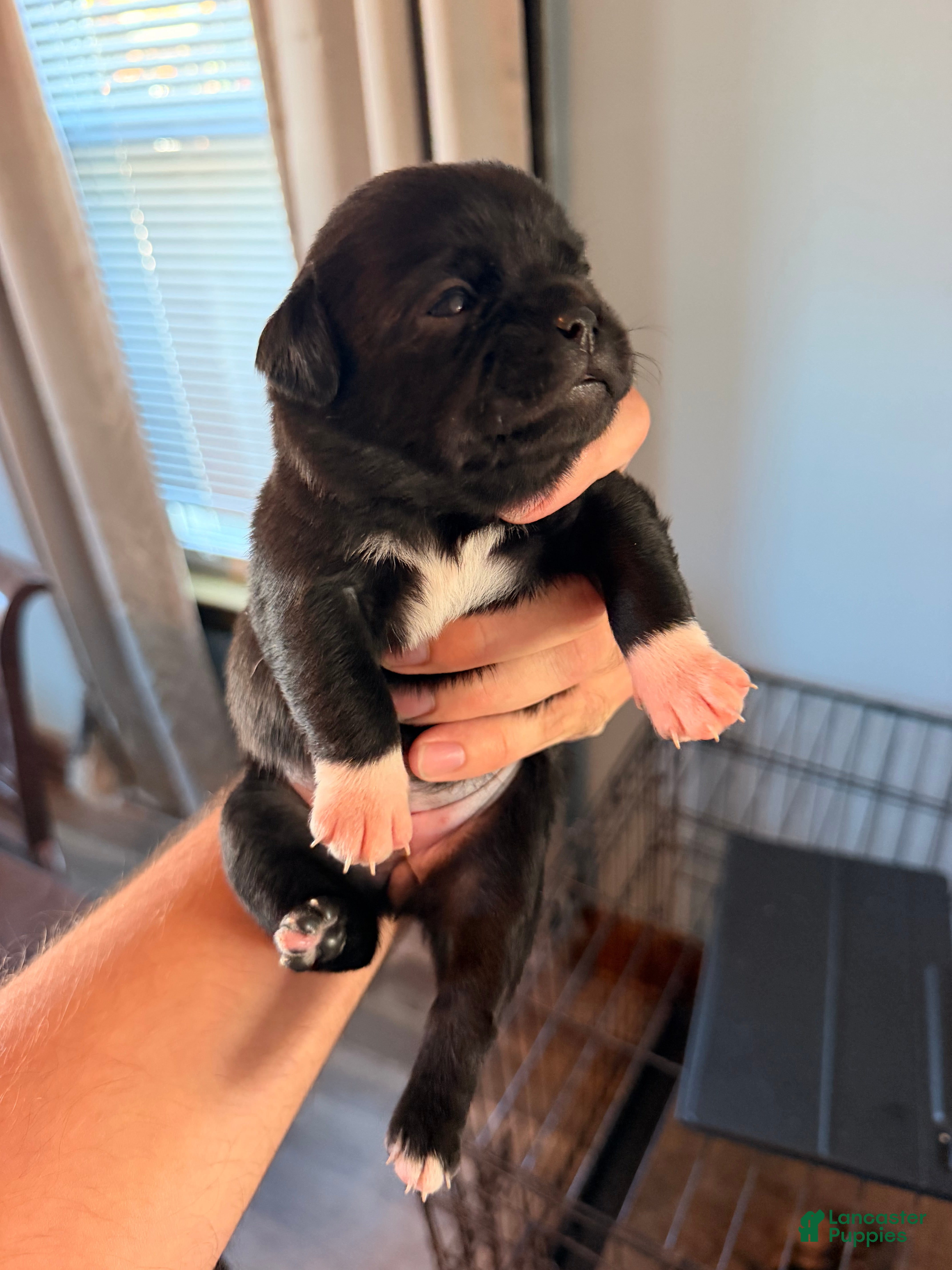 Mixed Breed dogs for sale: Chug 5 - Ad 6