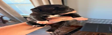 Chug 5