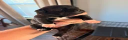 Mixed Breed dogs for sale: Chug 5 - Ad 1